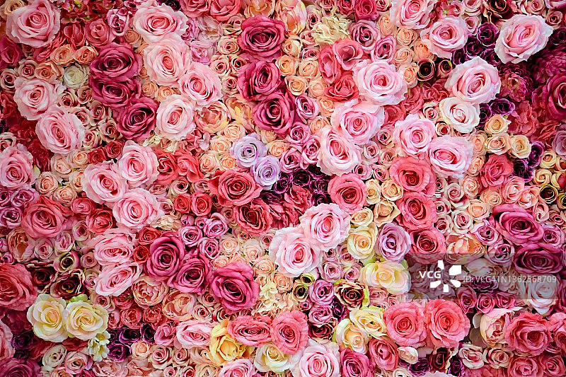 粉红玫瑰墙图片素材