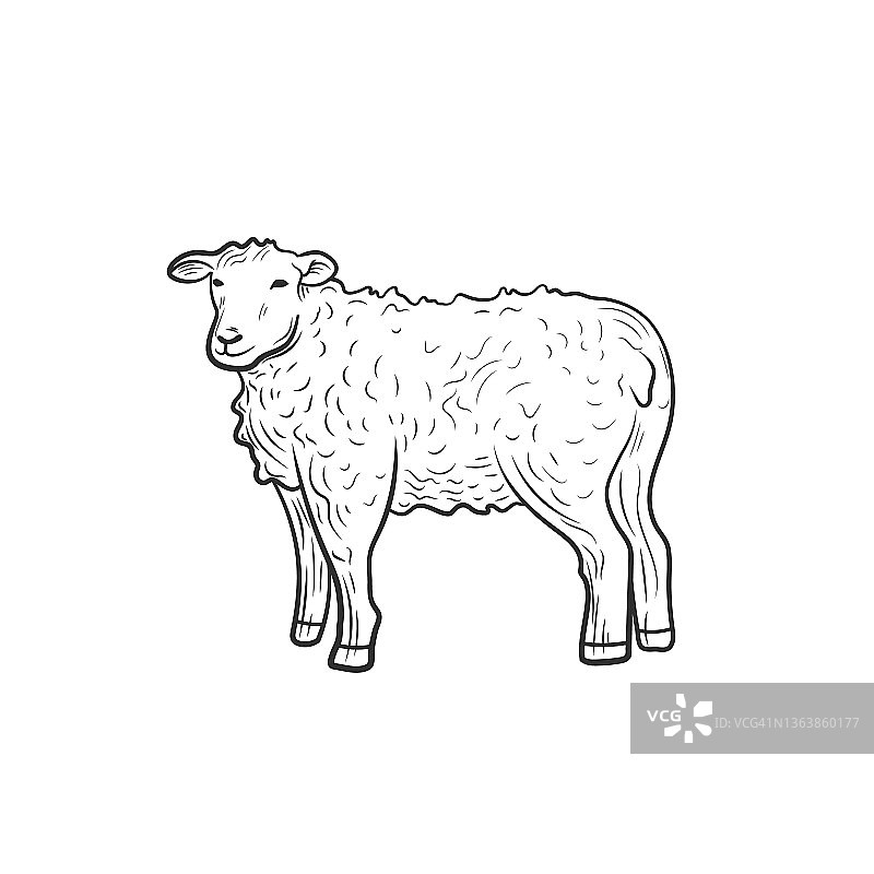 矢量羊轮廓插图孤立在白色背景，农场动物，插图模板。图片素材