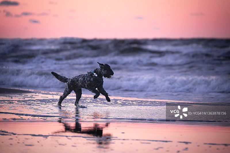 一只狗在沙滩上奔跑图片素材