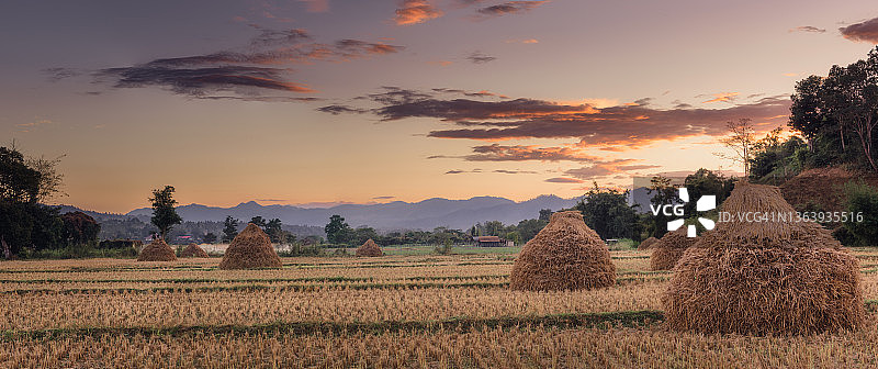 风景风景的农田与水稻干草堆戏剧性的天空背景。图片素材