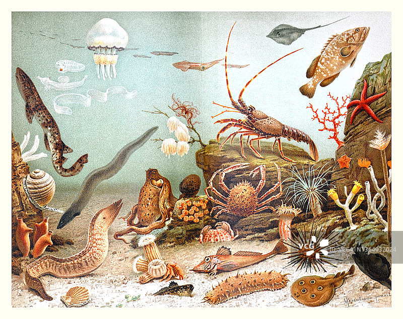 复古插画收藏水族馆与:珊瑚礁-各种海洋设计元素，包括不同的珊瑚，贝壳和动物。漂亮的海报或壁纸图片素材
