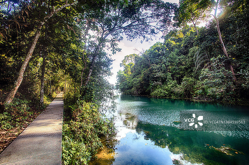 新加坡的麦里奇水库公园图片素材