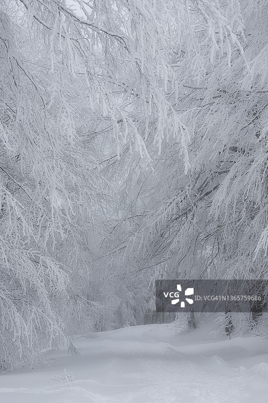 冬季仙境的风景。被雪覆盖的树。到处都是白色的。寒冷的天气。漂亮的背景图片。图片素材