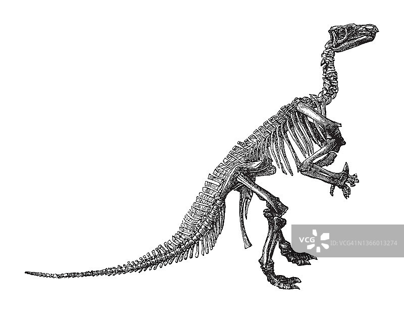 恐龙骨骼-禽龙/复古插图图片素材