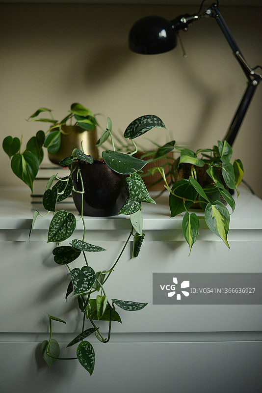 白色橱柜上的绿色植物图片素材