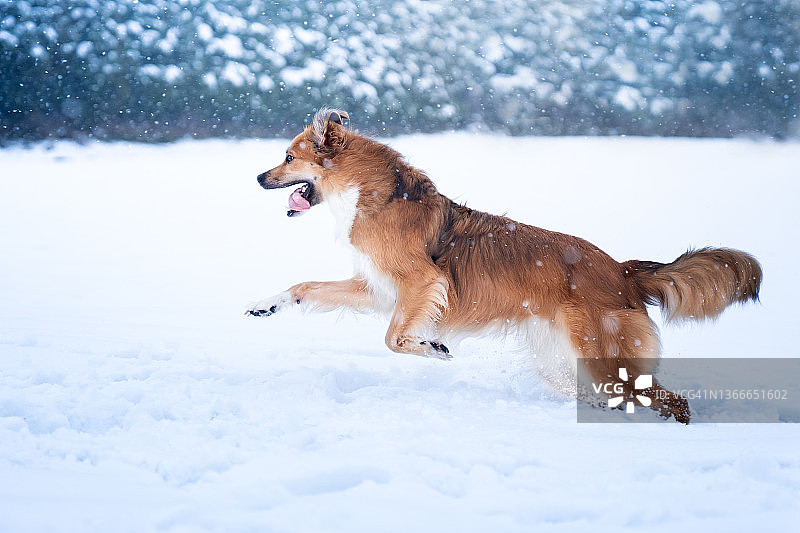 狗在雪地里跳跃图片素材