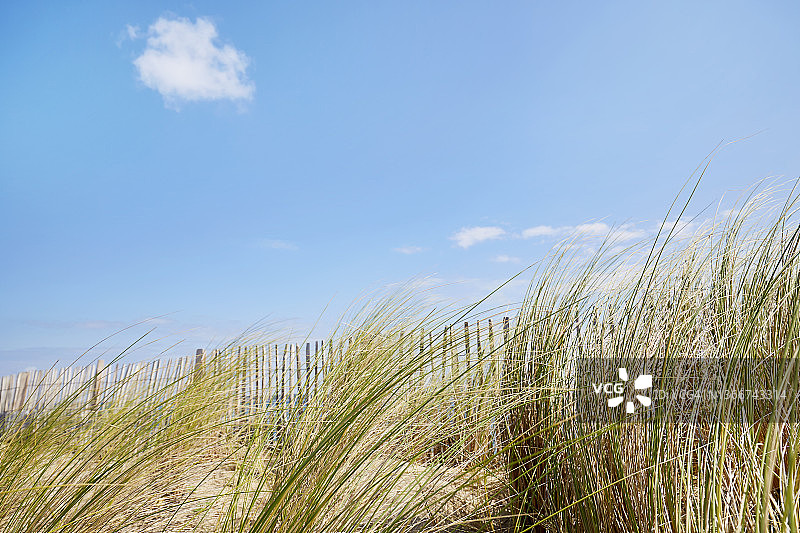 夏天，沙丘上的马兰草衬着晴朗的天空图片素材