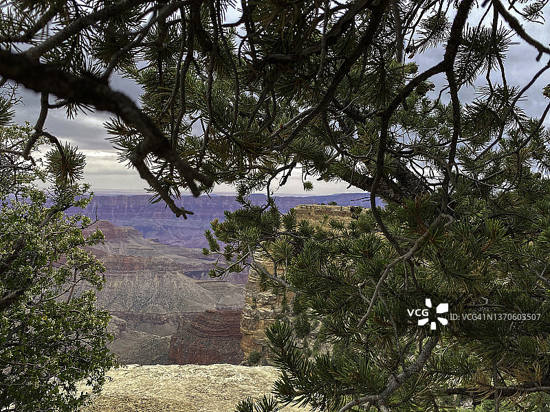大峡谷国家公园北缘的一棵树后的天使之窗图片素材