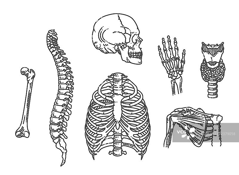 人类的骨骼结构。头骨，脊椎，胸腔，关节图片素材