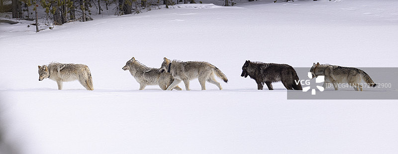 灰太狼在冬天的雪地里打滚图片素材