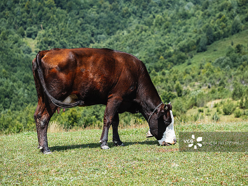在阳光明媚的日子里，奶牛在绿色的草地上吃草图片素材