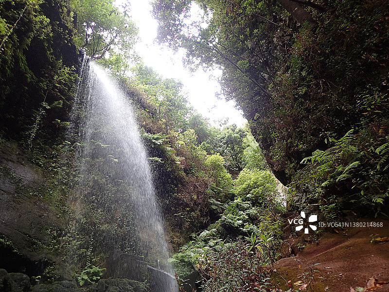 瀑布和雨林椴树。拉加尔加峡谷。拉帕尔马，加那利群岛图片素材