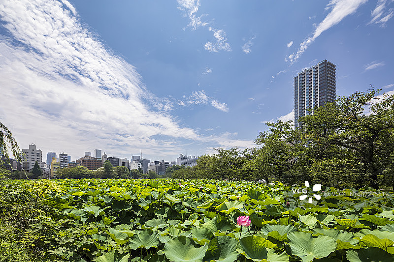 日本，关东地区，东京，夏季上野公园的Shinobazu池塘图片素材