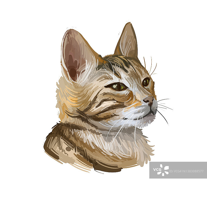 孟加拉猫孤立在白色背景上。手绘kitty的数字艺术插图。危险的小猫，短毛，中等大小，有铁锈斑点的被毛，像玫瑰纹路和黄色的眼睛。图片素材