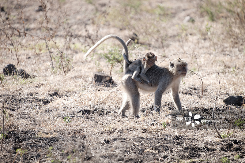 巴鲁兰国家公园的成年猴子图片素材