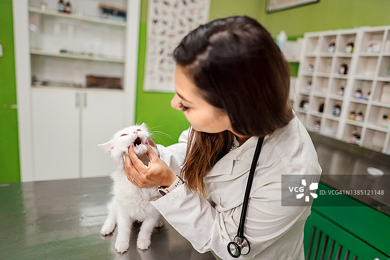 有经验的兽医在兽医办公室检查猫图片素材