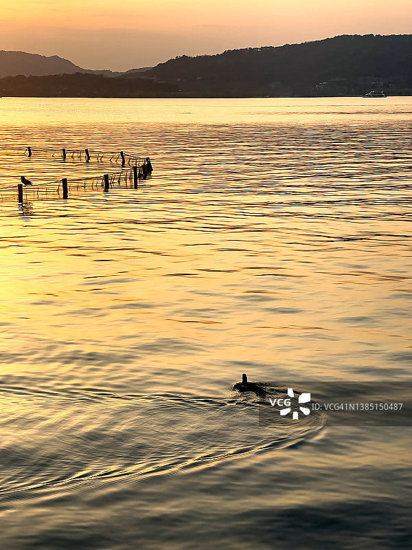 夕阳使湖面泛着金色图片素材