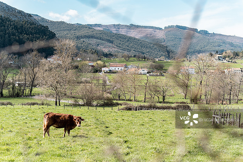在乡村背景中，棕色的奶牛看着镜头里的村庄图片素材