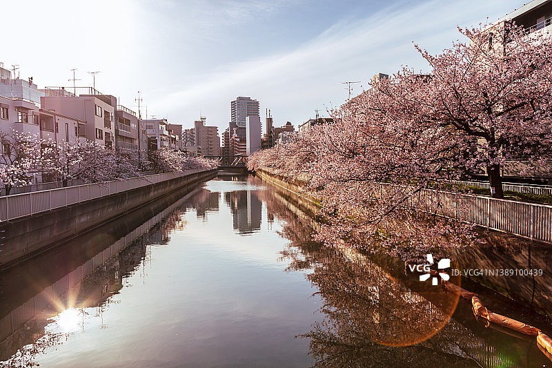 樱花树在春天的早晨，阳光照耀在河上，东京，日本。图片素材