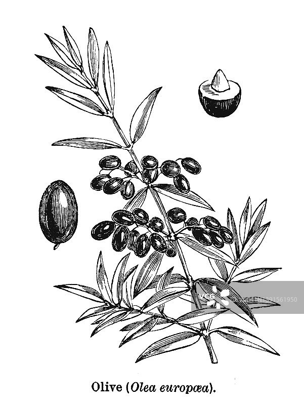 古老的橄榄树雕刻图(Olea europaea)图片素材