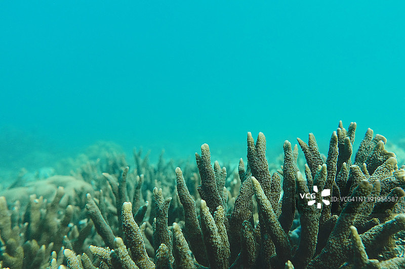 珊瑚礁和蓝色的海洋图片素材