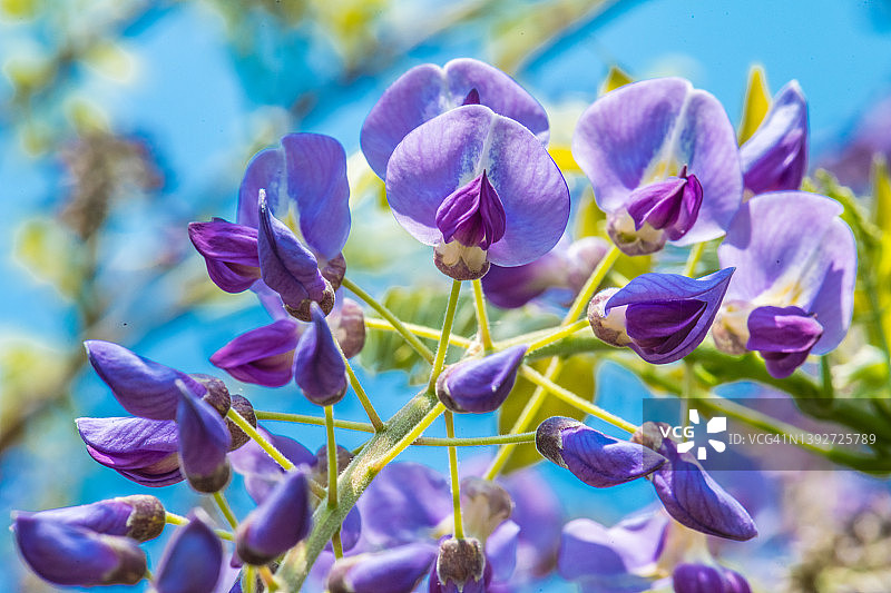 紫藤花朵图片素材