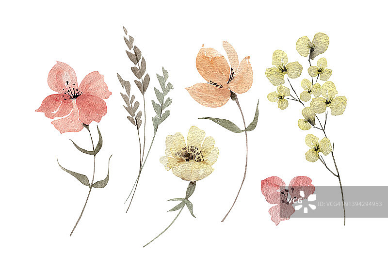 植物集水彩插图的粉红色和黄色的花和植物在白色的背景。图片素材