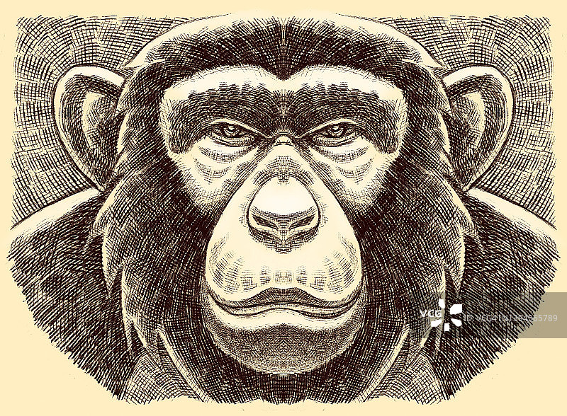 黑猩猩的头图片素材