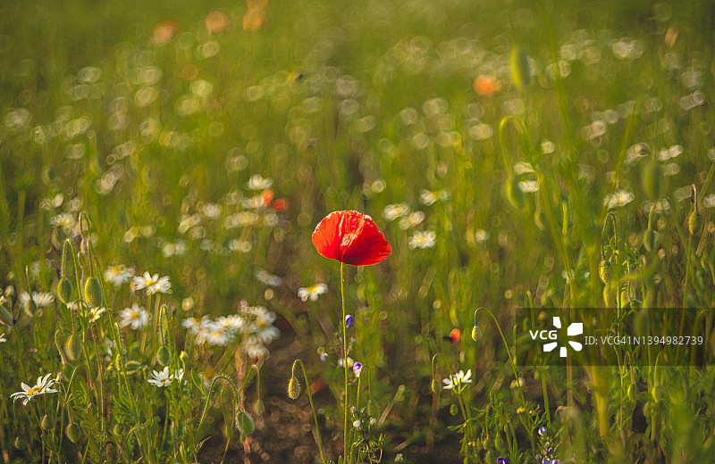 红色的罂粟在春天盛开的田野里图片素材