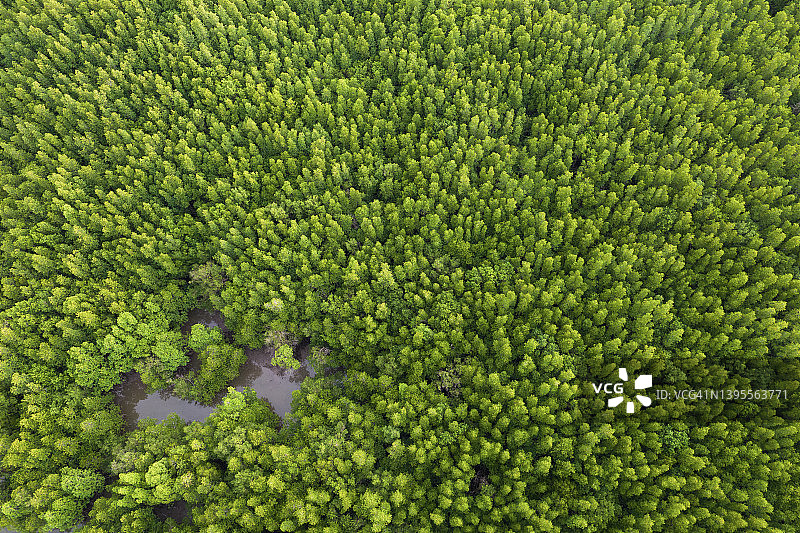 泰国攀牙湾红树林鸟瞰图图片素材