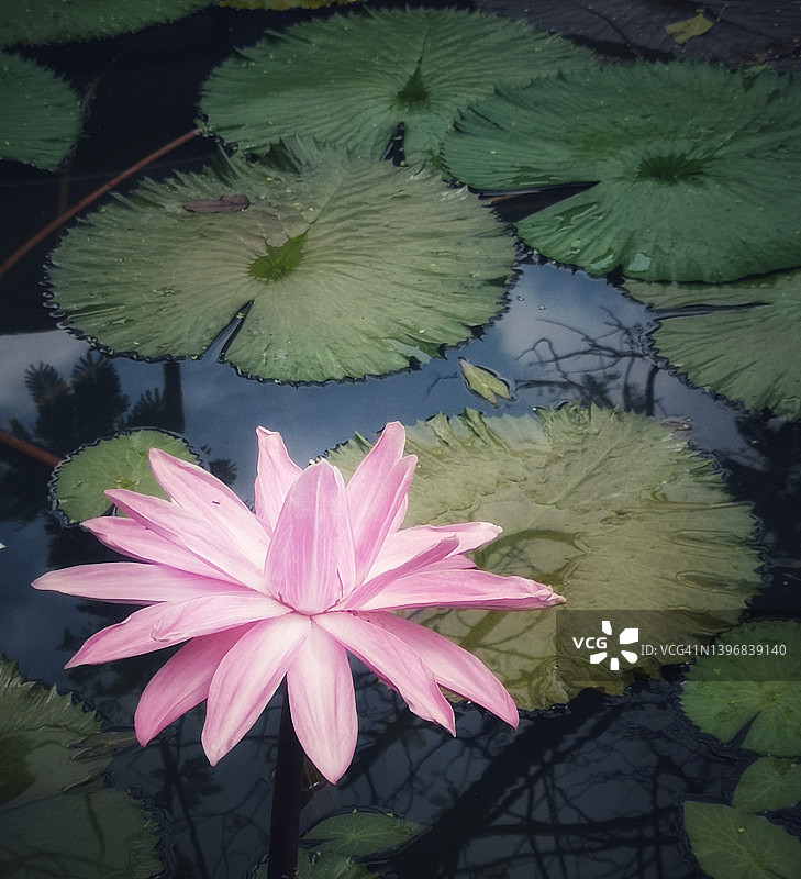 白色和粉红色的莲花百合水磅自然背景图片素材