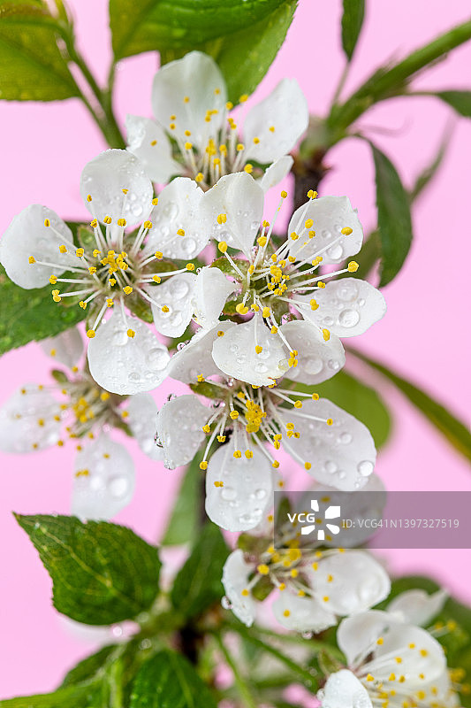 美国梅树的花图片素材
