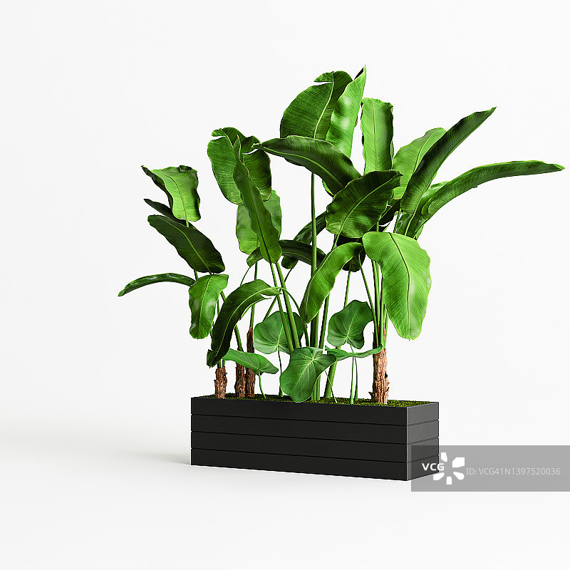 一个树的3d插图黑色花盆孤立在白色背景图片素材