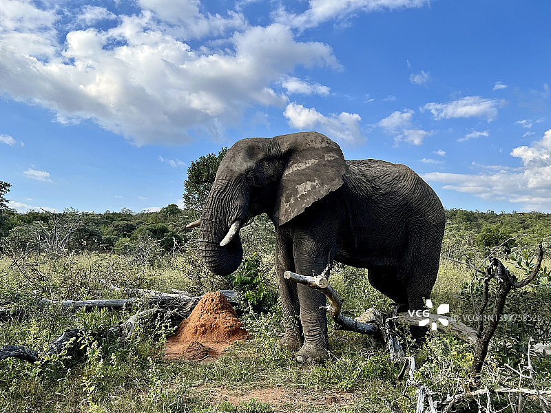 非洲野生大象正在摄食图片素材