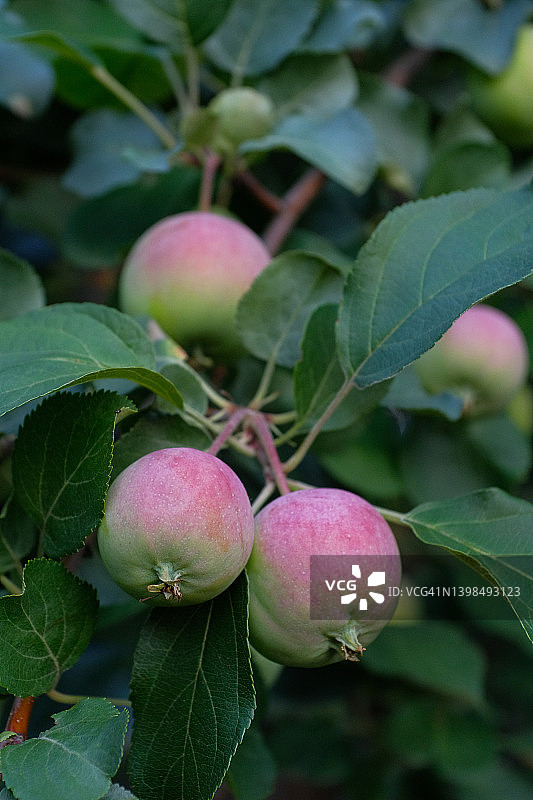 夏天苹果园里长着未成熟的绿苹果的树枝。园艺、素食、纯素食和生食的概念。种植有机农产品。图片素材