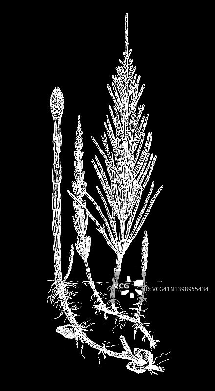 古老的植物学雕刻插图，田野马尾(Equisetum arvense)图片素材