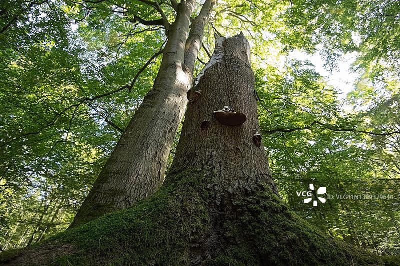 达斯原始森林中的枯木，带有真菌的死树，作为增加生物多样性的重要小生物群落，福尔波门泻湖区国家公园，德国图片素材