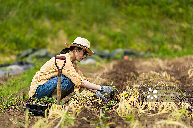 农田里的日本女农工。图片素材