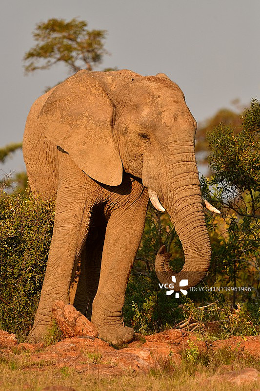 南非的野生公象图片素材