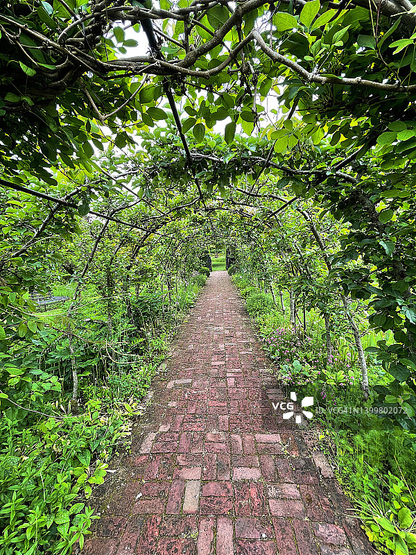 金属藤架花园拱门隧道的形象，espalier苹果树，葡萄藤，递减的视角图片素材