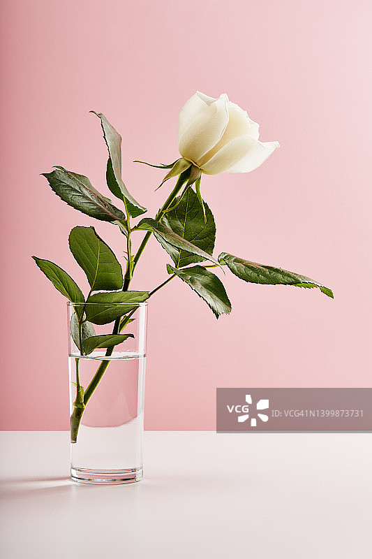 单朵白色玫瑰插在玻璃花瓶上，以淡粉色为背景图片素材