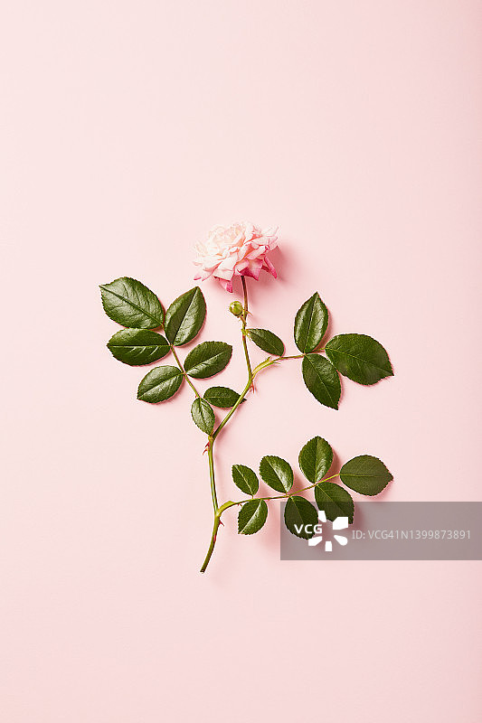 充满活力的单朵玫瑰在粉红色的背景上，带有柔和的阴影图片素材