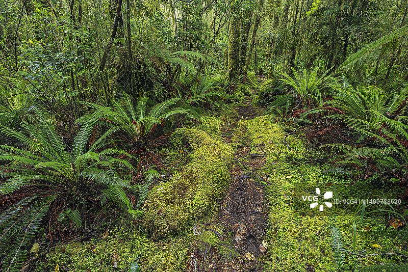 穿过峡湾国家公园图托科山谷的温带雨林。联合国教科文组织世界遗产。图片素材