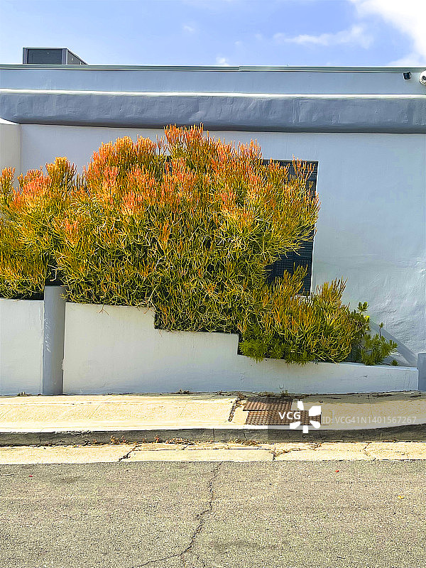 洛杉矶，房子外面的金色多肉灌木图片素材
