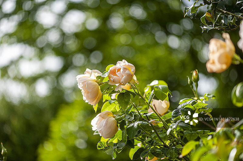 利特伯恩，肯特，英国。2022年5月26日。玫瑰盛开的特写。图片素材