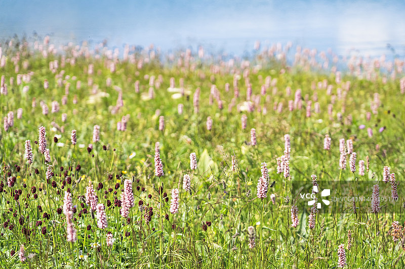 瑞士恩加丁谷，欧洲粉花野。图片素材