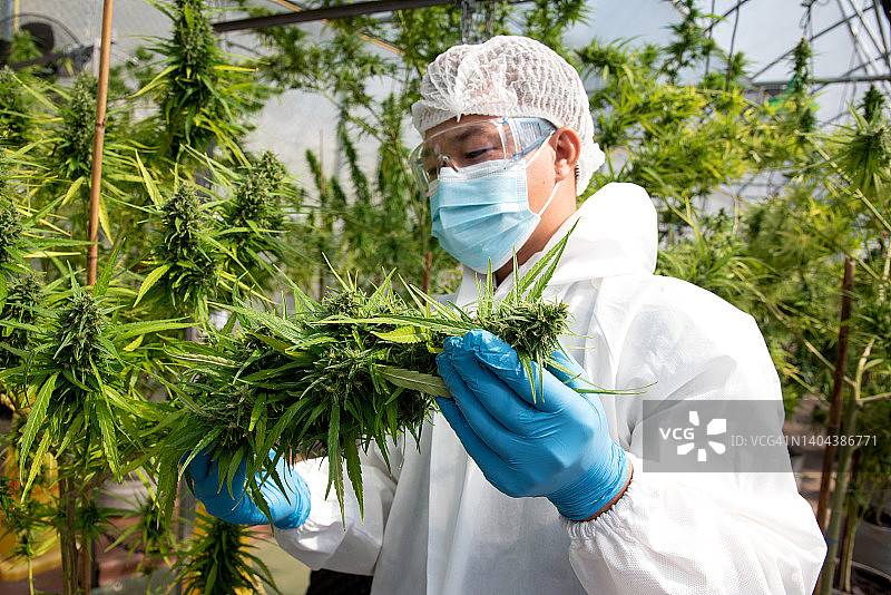 大麻花研究员种植大麻植物图片素材
