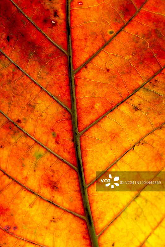 橙色的宏观树叶，宏观图像的叶子显示惊人的细节，也在他们发现的惊人的颜色，背景，抽象背景，树叶，秋天，自然图片素材