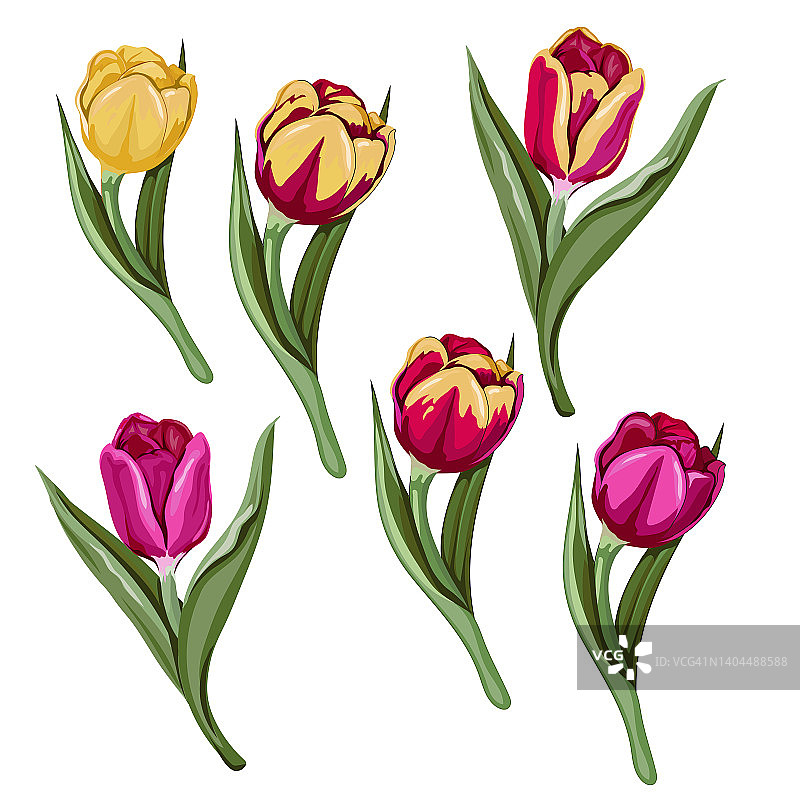 郁金香花集素描风格手绘矢量插图孤立。图片素材
