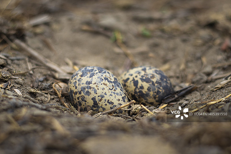 鸡蛋的小水鸟图片素材